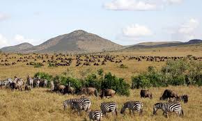 Maasai Mara 2