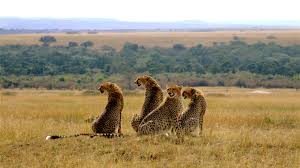 Maasai Mara 3