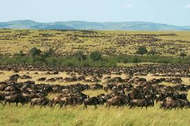 Maasai Mara 5