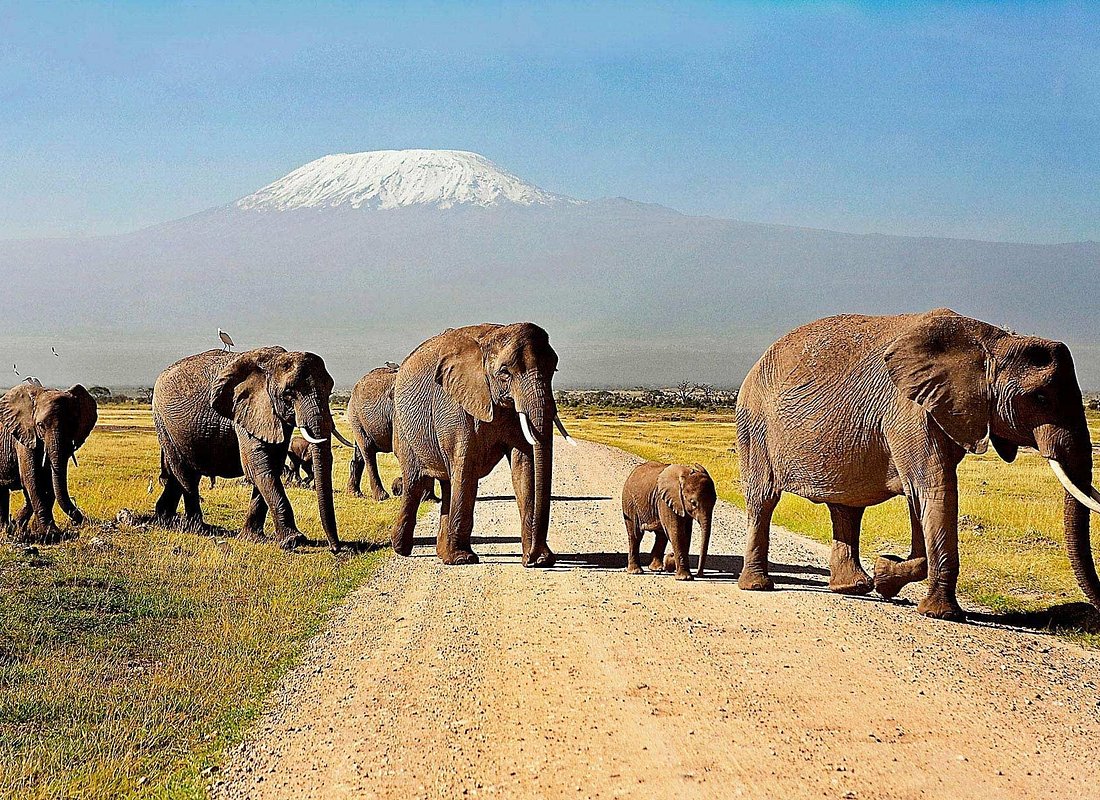 Footsteps of Giants Beneath Kilimanjaro AMBOSELI 1