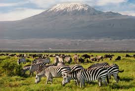 Footsteps of Giants Beneath Kilimanjaro AMBOSELI 3