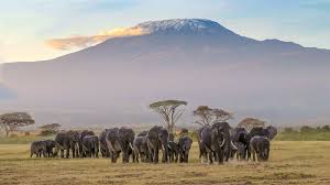 Footsteps of Giants Beneath Kilimanjaro AMBOSELI 4