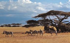 Footsteps of Giants Beneath Kilimanjaro AMBOSELI 5